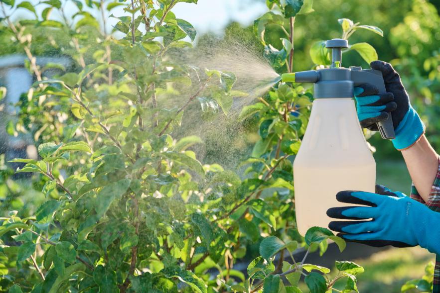 Plant Spray for Bugs